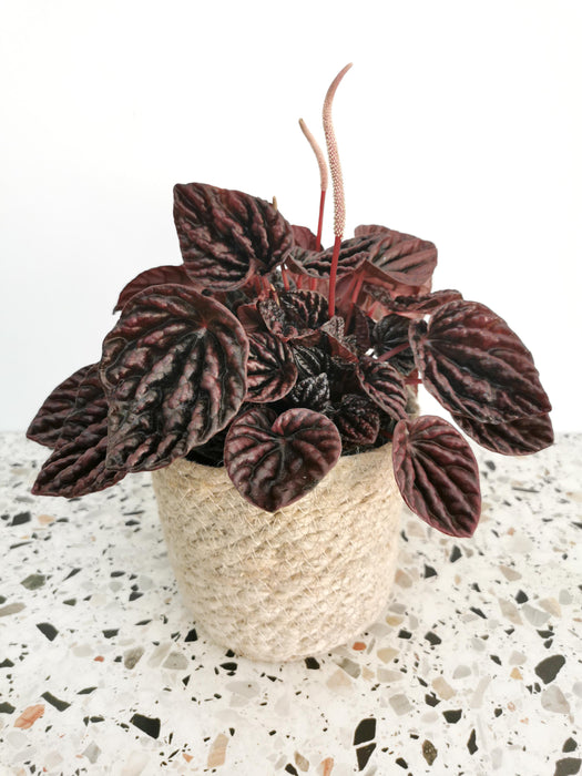 Peperomia red luna