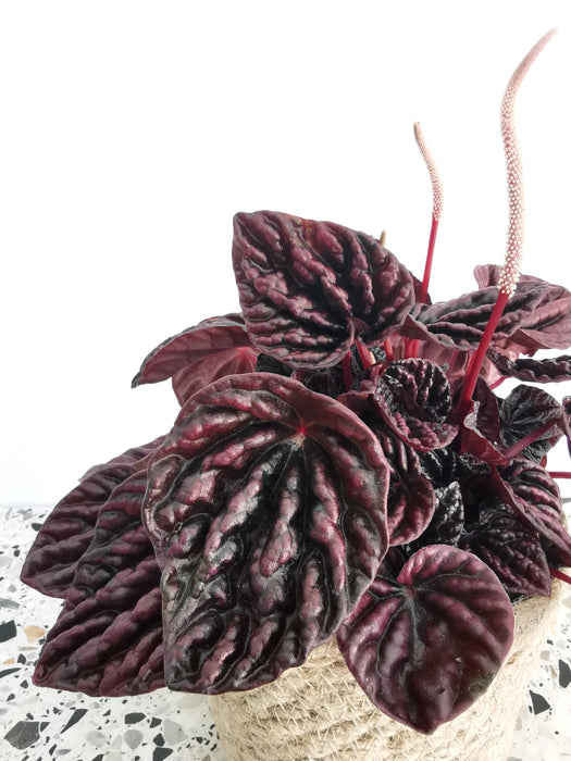 Peperomia red luna