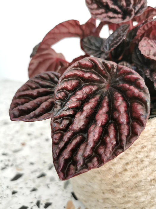 Peperomia red luna