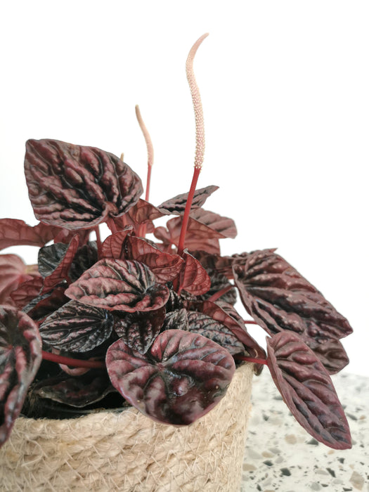 Peperomia red luna