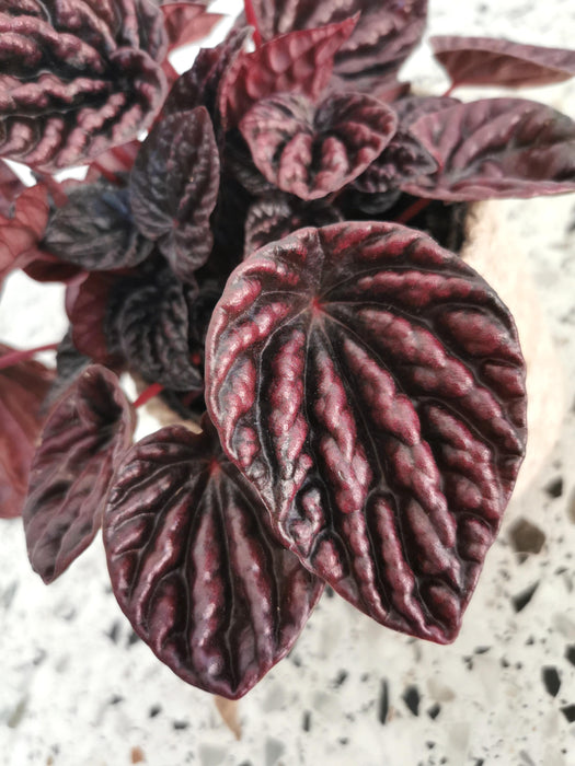 Peperomia red luna