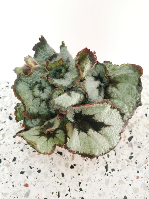 Begonia princess of hanover