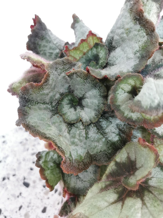Begonia princess of hanover