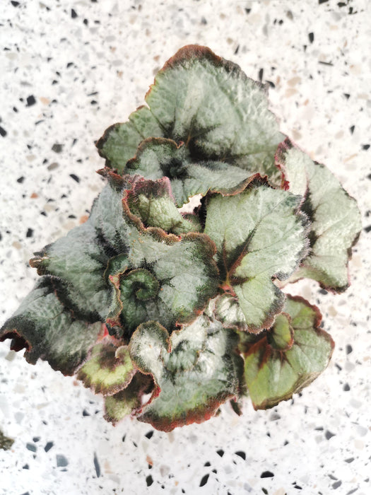 Begonia princess of hanover