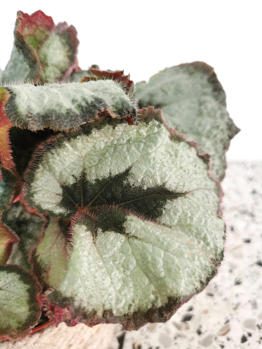 Begonia princess of hanover