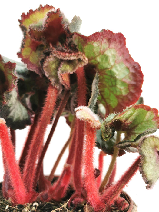Begonia princess of hanover