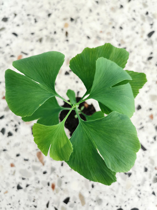 Ginkgo biloba