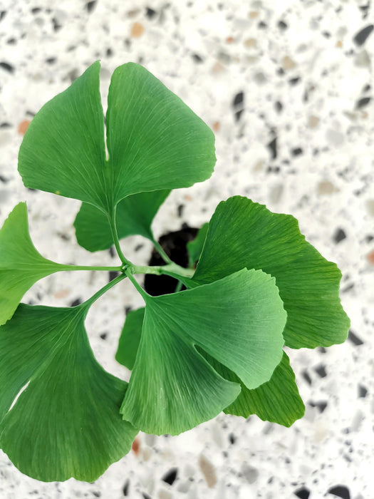Ginkgo biloba