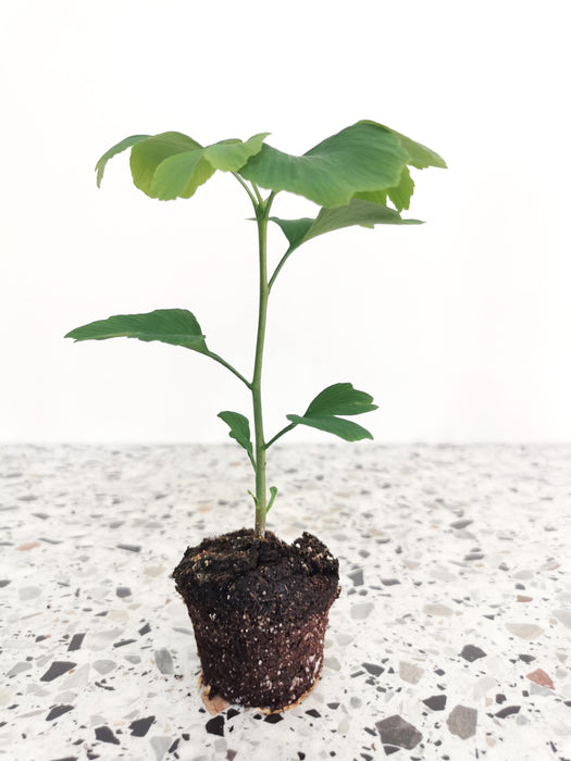 Ginkgo biloba