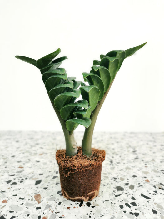Zamioculcas zenzi