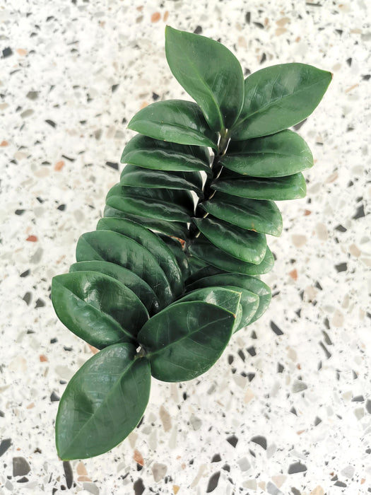 Zamioculcas zenzi
