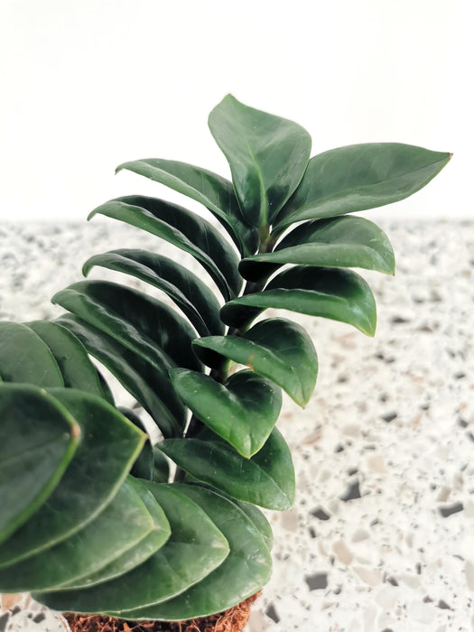 Zamioculcas zenzi