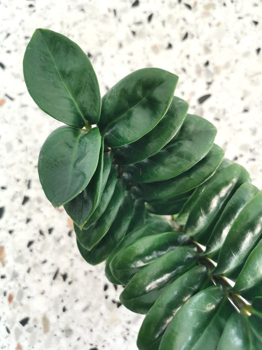 Zamioculcas zenzi