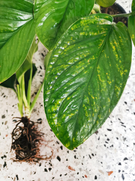 Monstera pinnatipartita