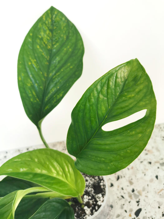 Monstera pinnatipartita