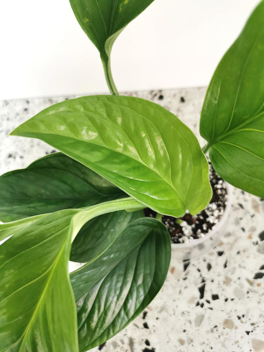 Monstera pinnatipartita