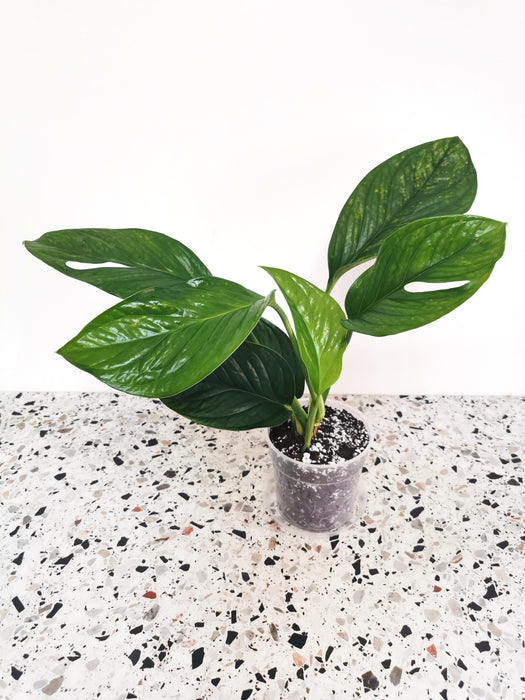 Monstera pinnatipartita