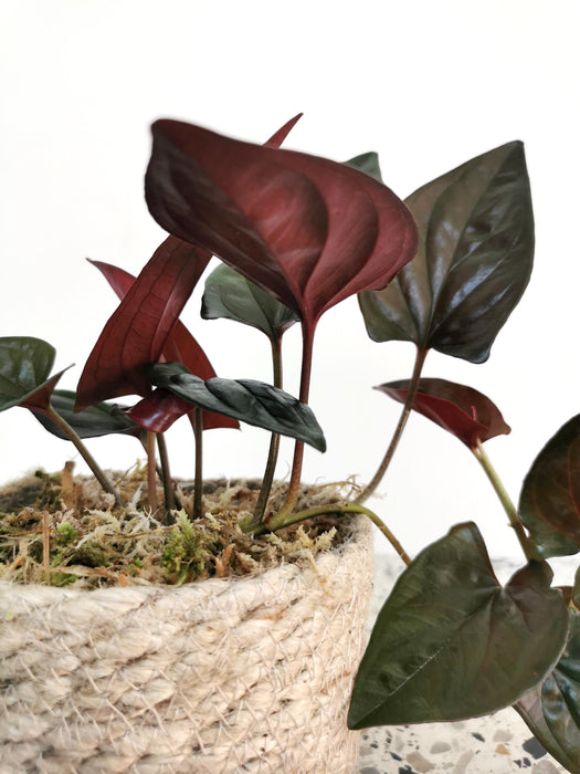 Syngonium red arrow