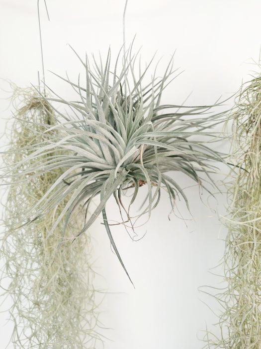 Tillandsia harrisii