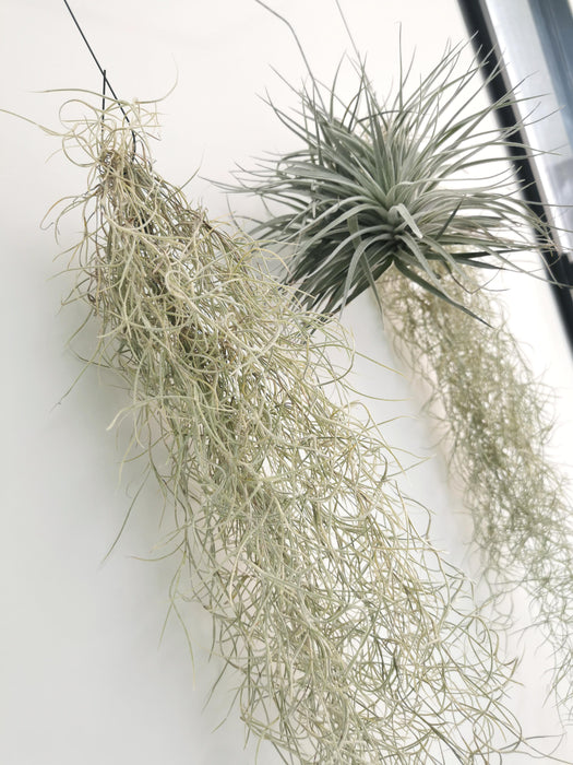 Tillandsia usneoides