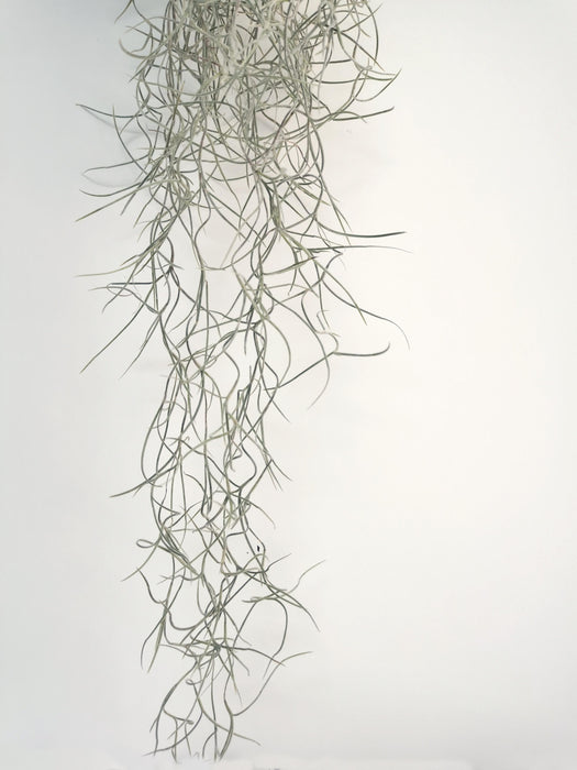 Tillandsia usneoides