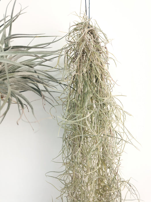 Tillandsia usneoides
