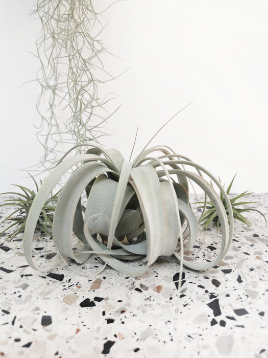 Tillandsia xerographica