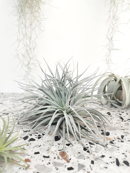 Tillandsia harrisii