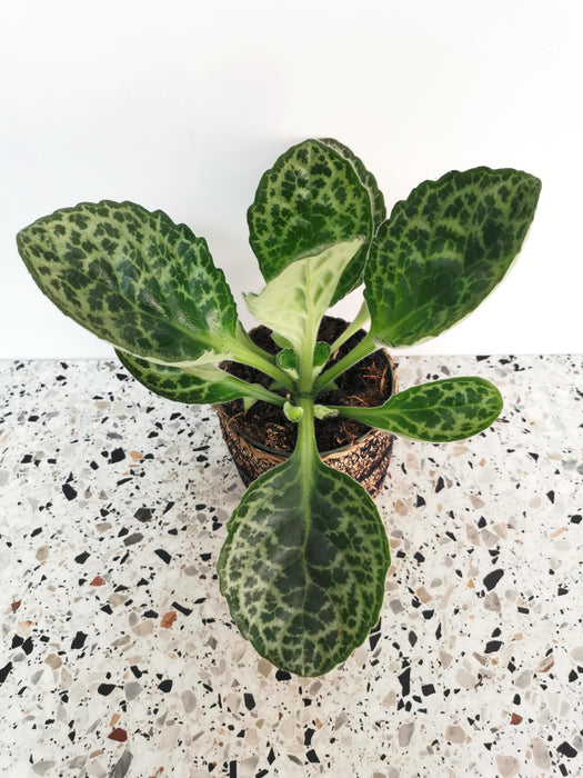 Streptocarpus pretty turtle