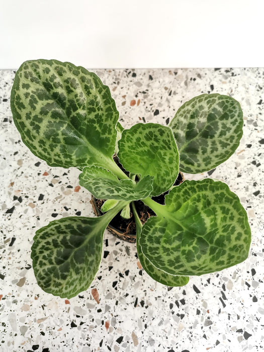 Streptocarpus pretty turtle