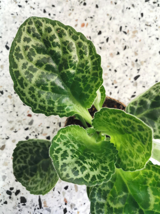 Streptocarpus pretty turtle