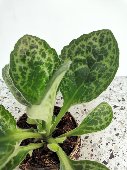 Streptocarpus pretty turtle