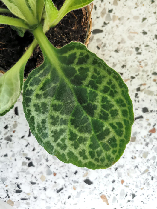 Streptocarpus pretty turtle