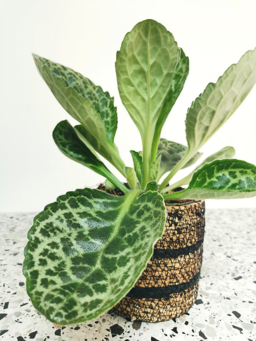 Streptocarpus pretty turtle