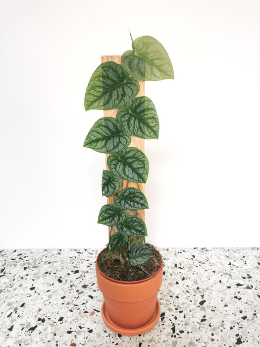 Monstera dubia