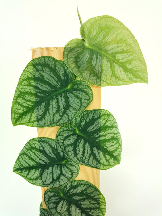 Monstera dubia