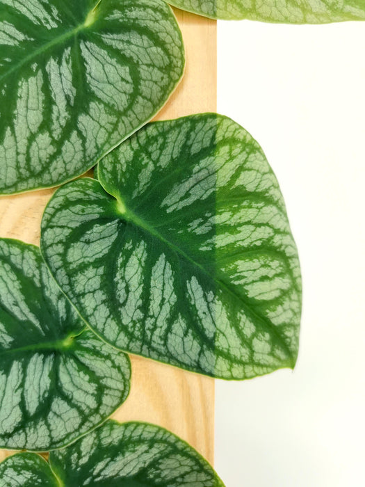 Monstera dubia