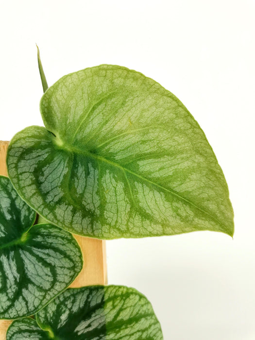 Monstera dubia