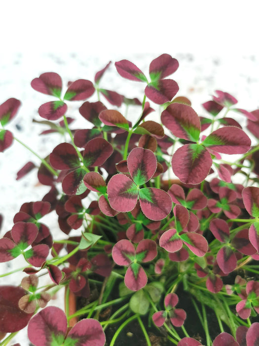 Trifolium repens isabella