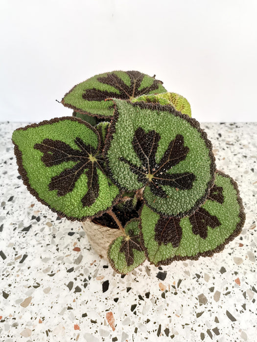 Begonia iron cross - médium