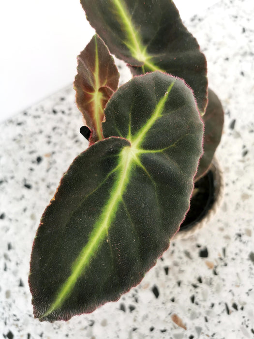 Begonia listada