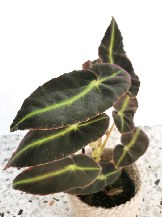 Begonia listada