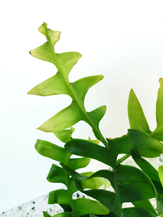 Epiphyllum chrysocardium