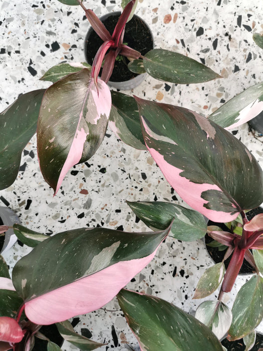 Philodendron pink princess - medium