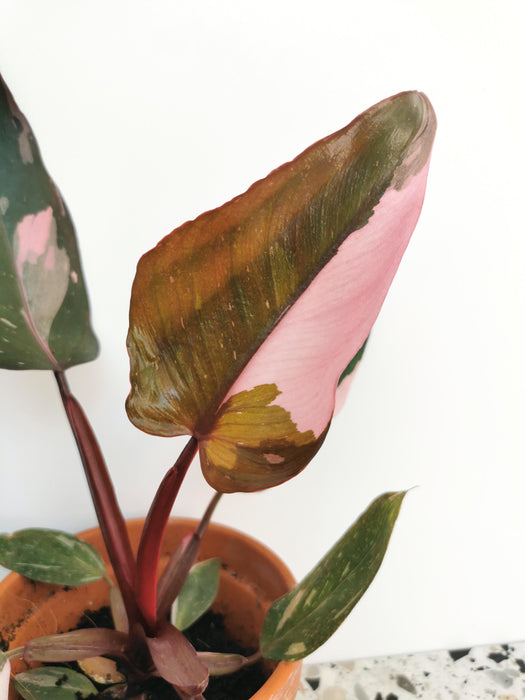 Philodendron pink princess - medium