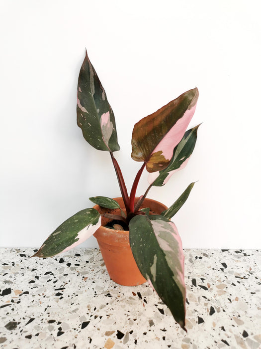 Philodendron pink princess - medium