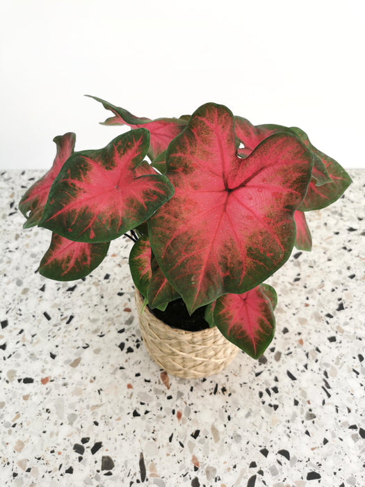 Caladium freida hemple