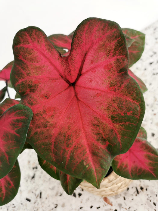 Caladium freida hemple