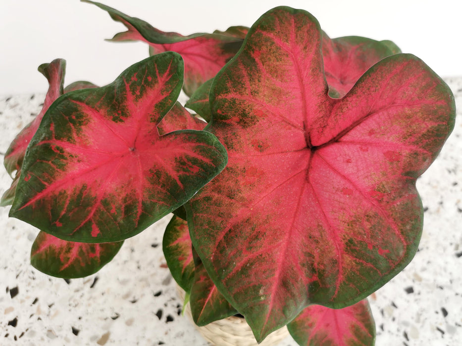Caladium freida hemple