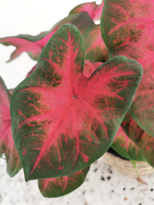 Caladium freida hemple
